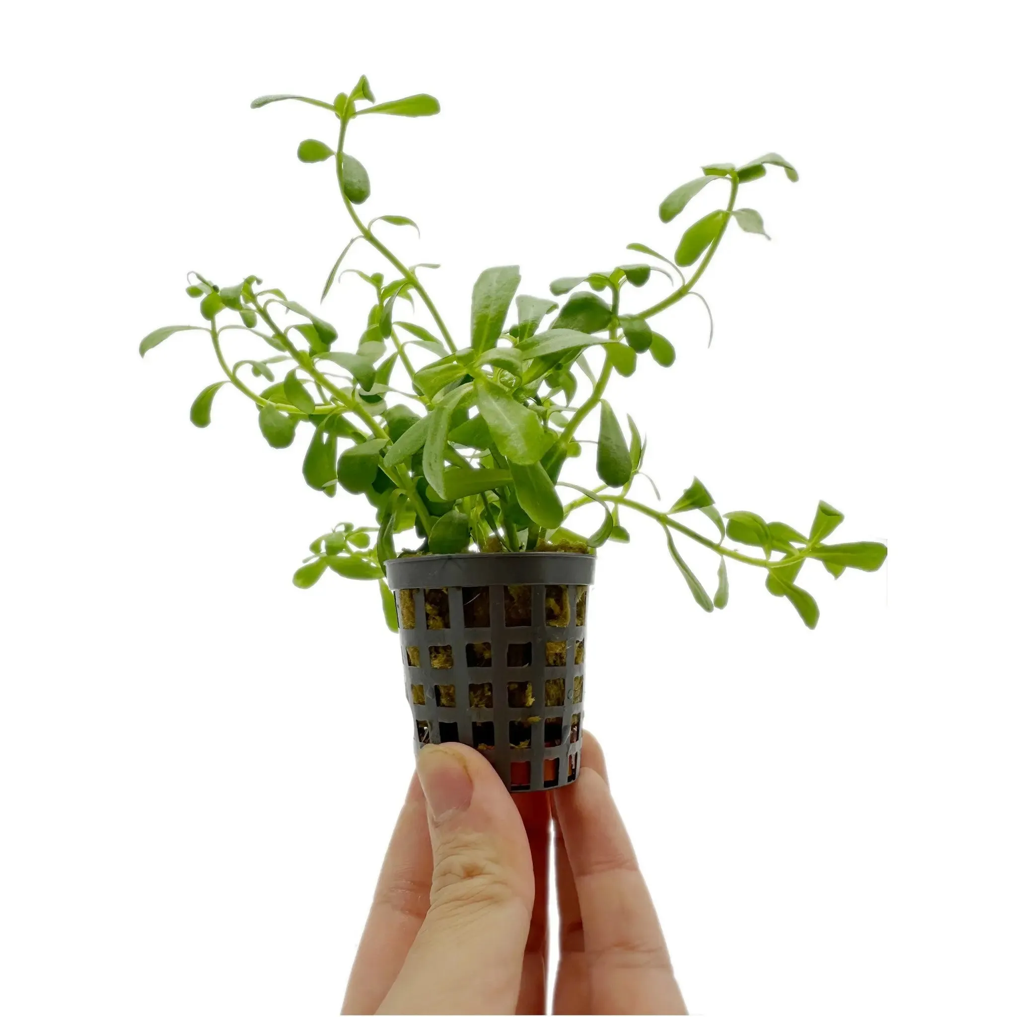 Bacopa monnieri compacta