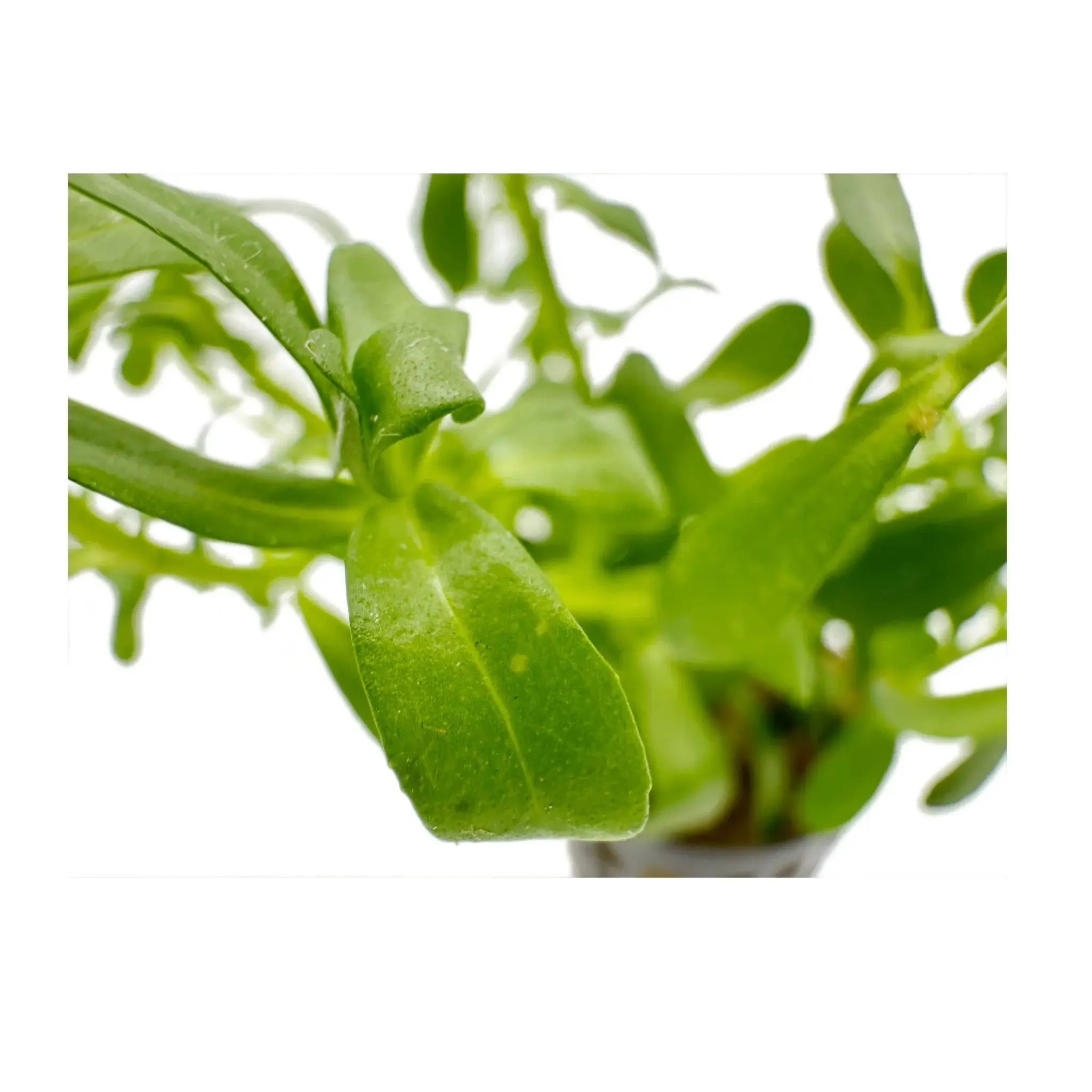 Bacopa monnieri compacta