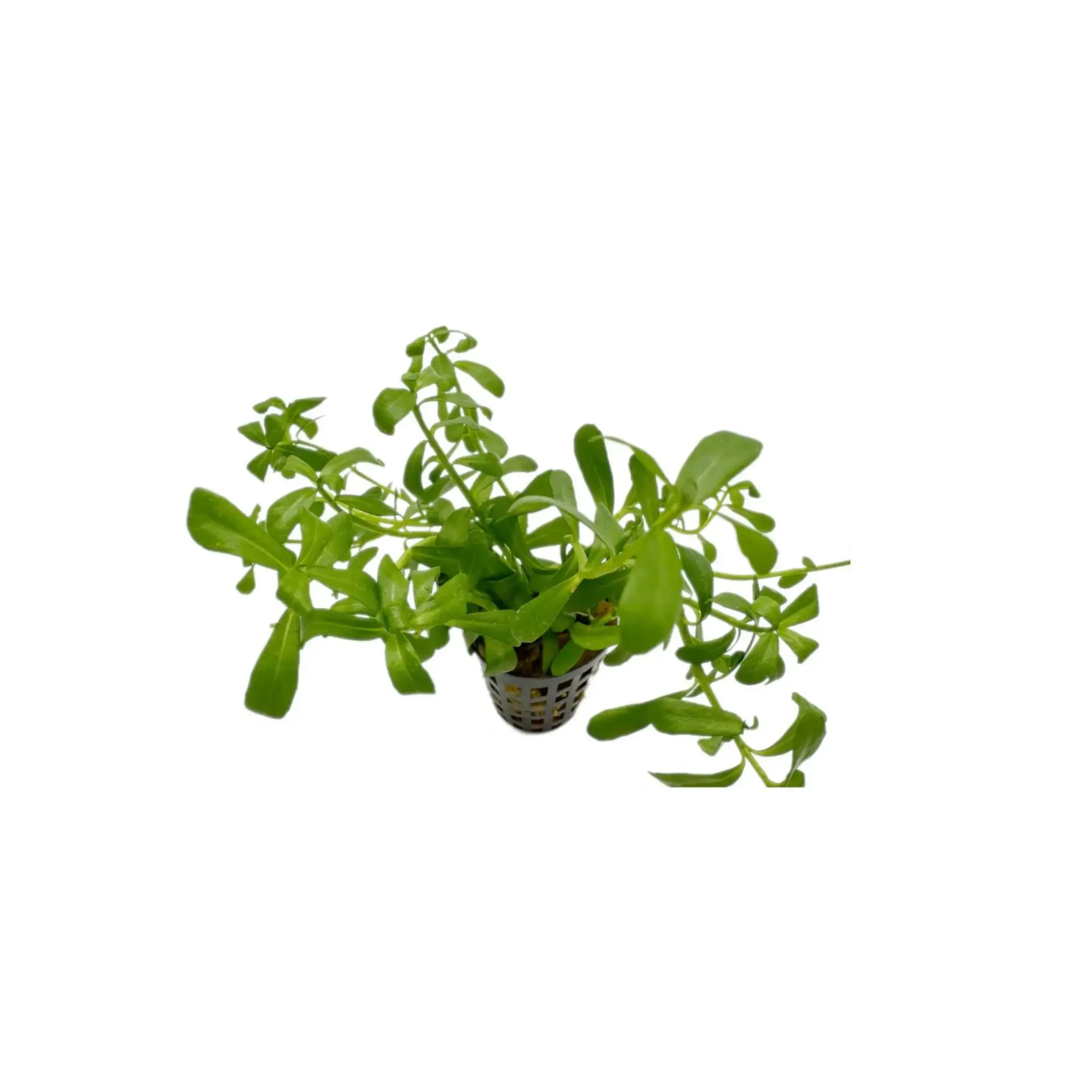 Bacopa monnieri compacta