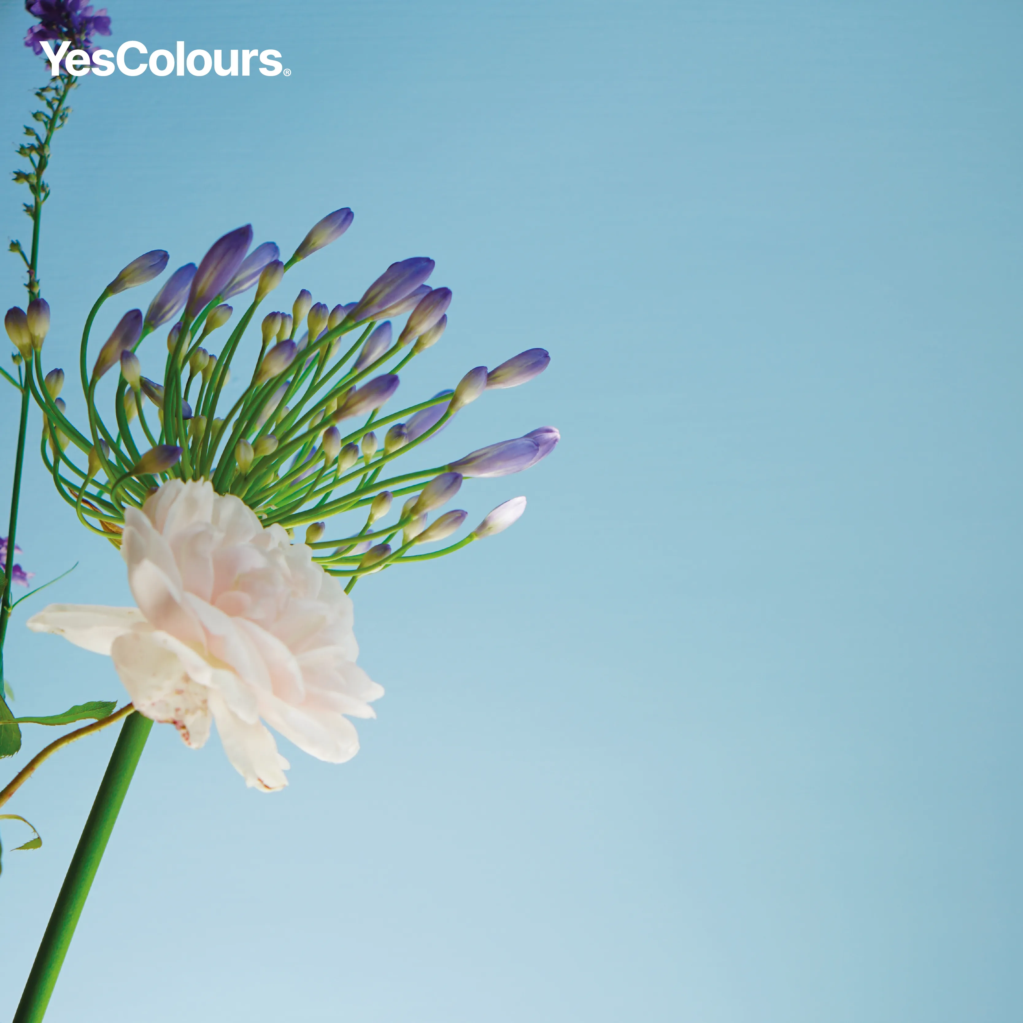 Friendly Blue eggshell paint
