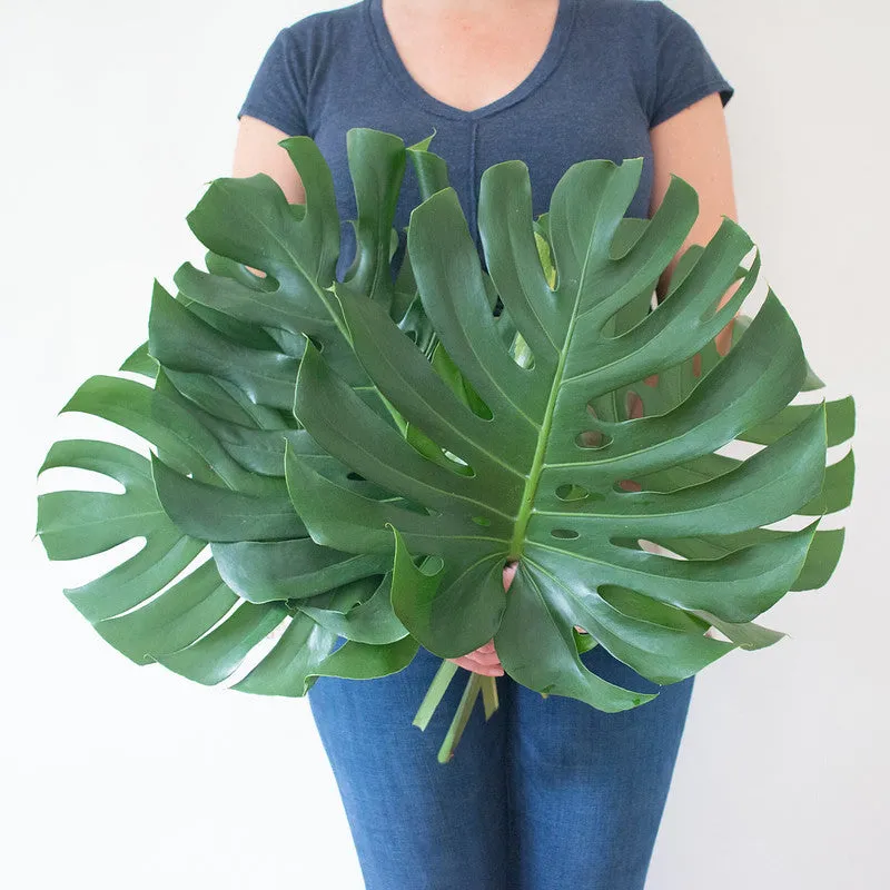 Monstera Leaves Greenery