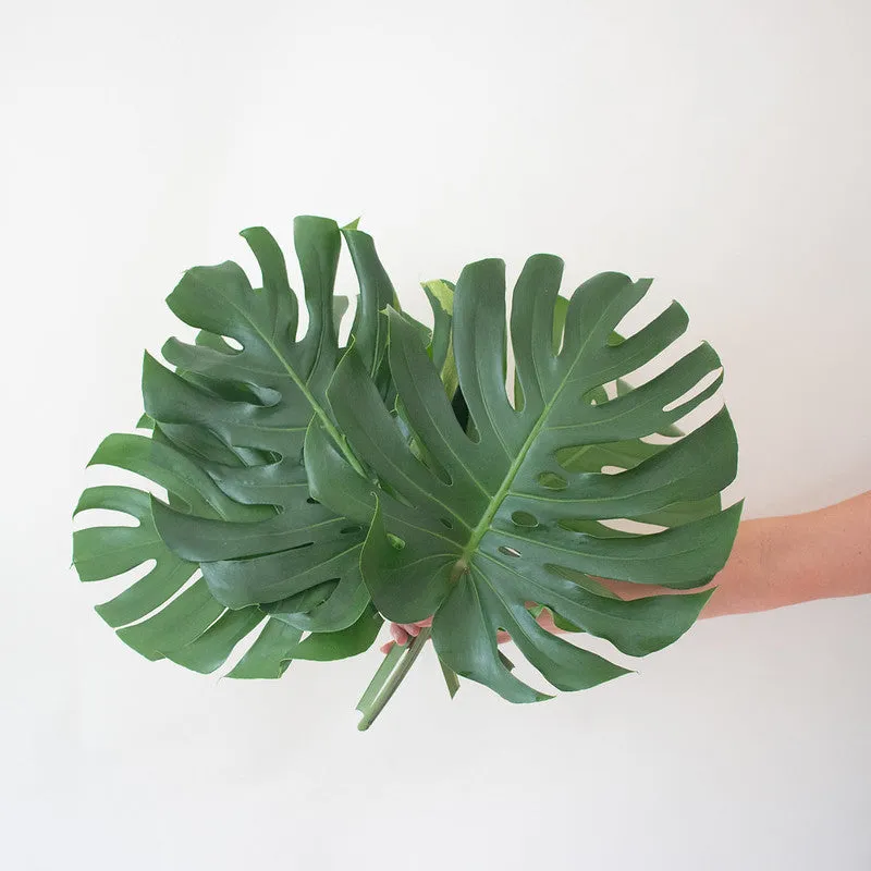 Monstera Leaves Greenery