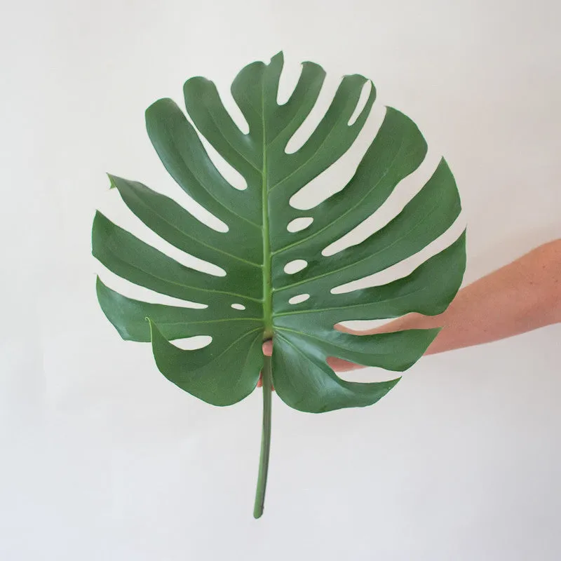 Monstera Leaves Greenery