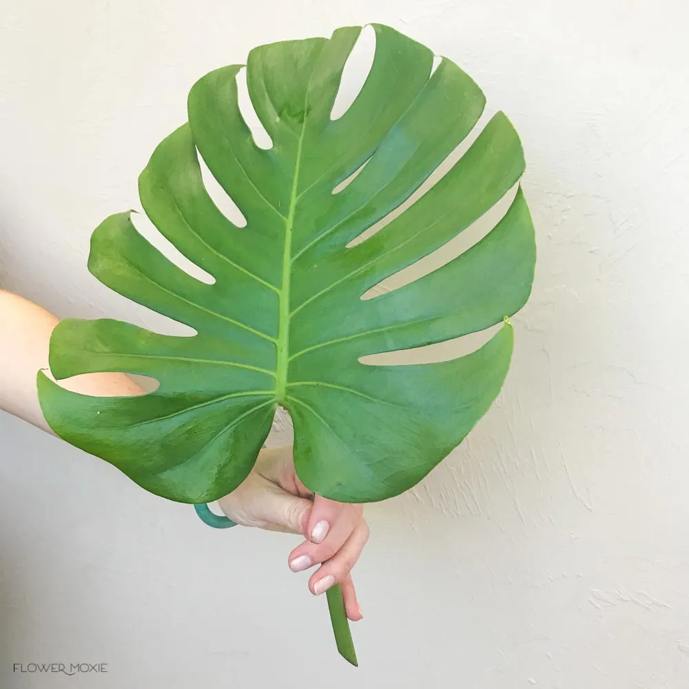 Monstera Leaves Greenery