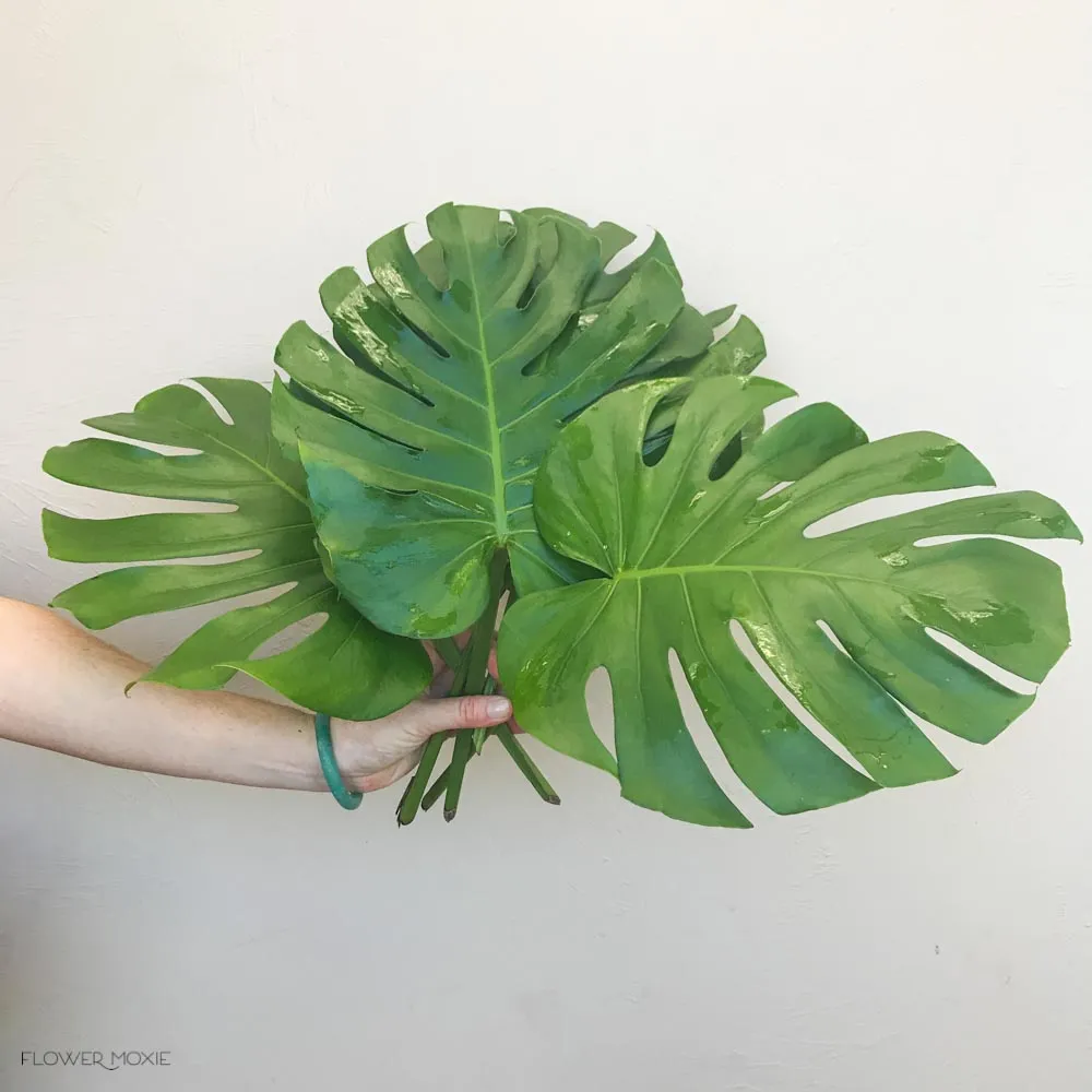 Monstera Leaves Greenery
